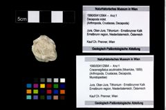 Foto (Objekt + Etikett) von Cracensigillatus acutirostris (Moericke, 1889)  (NHMW-GEO-1990-0041-2964)